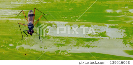 Macro photo of a small long-legged insect on the surface of a green leaf with a natural air texture. Macro photo of a small long-legged insect on the surface of a green leaf with a natural air texture. 139616068