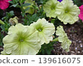 A row of pale green petunia flowers. 139616075