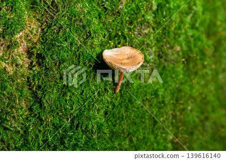 Mycena crocata mushroom growing on lush green moss under natural light in a forest environment Mycena crocata mushroom growing on lush green moss under natural light in a forest environment 139616140