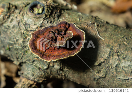Detailed close-up of Hymenochaete rubiginosa growing on decaying wood in a forest ecosystem during autumn 139616141