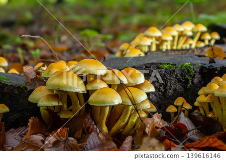 Sulphur tuft, Hypholoma fasciculare, or clustered woodlover on a dead tree Sulphur tuft, Hypholoma fasciculare, or clustered woodlover on a dead tree 139616146