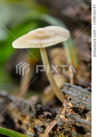 Cluster of Psathyrella and Mycena galericulata mushrooms growing on decomposing wood in a forest setting Cluster of Psathyrella and Mycena galericulata mushrooms growing on decomposing wood in a forest setting 139616147