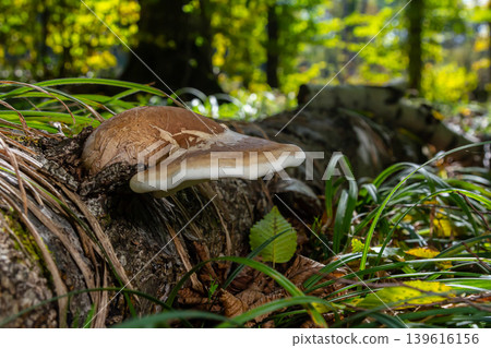 Hairy bracket fungus growing on a decaying log in a lush forest setting during autumn Hairy bracket fungus growing on a decaying log in a lush forest setting during autumn 139616156