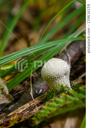 A detailed view of a Lycoperdon perlatum mushroom, also known as the common puffball, sitting on the forest floor. Its textured, round shape contrasts with the earthy surroundings A detailed view of a Lycoperdon perlatum mushroom, also known as the common puffball, sitting on the forest floor. Its textured, round shape contrasts with the earthy surroundings 139616159