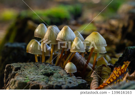 Psathyrella and Coprinellus disseminatus mushrooms growing abundantly on a decaying log in a vibrant forest environment Psathyrella and Coprinellus disseminatus mushrooms growing abundantly on a decaying log in a vibrant forest environment 139616163
