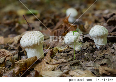 A detailed view of a Lycoperdon perlatum mushroom, also known as the common puffball, sitting on the forest floor. Its textured, round shape contrasts with the earthy surroundings A detailed view of a Lycoperdon perlatum mushroom, also known as the common puffball, sitting on the forest floor. Its textured, round shape contrasts with the earthy surroundings 139616166