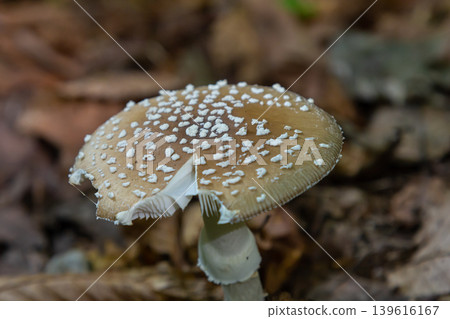 The Amanita pantherina, or the Panther Cap, a beautiful and iconic mushroom. A muted relative of the Amanita muscaria or fly agaric, its cap features a bold pattern The Amanita pantherina, or the Panther Cap, a beautiful and iconic mushroom. A muted relative of the Amanita muscaria or fly agaric, its cap features a bold pattern 139616167