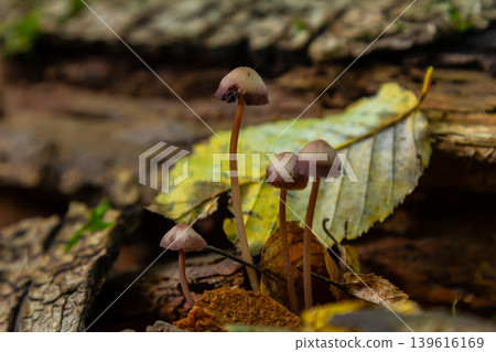 Cortinarius rubellus and Mycena galericulata mushrooms growing on decaying wood in a forest setting during autumn 139616169