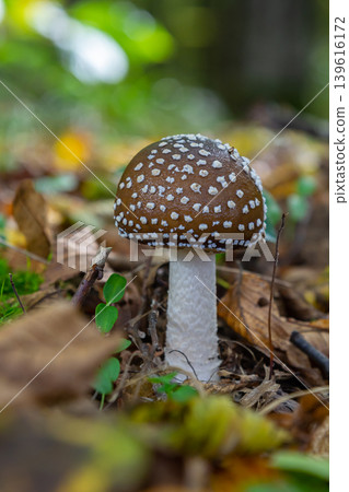 The Amanita pantherina, or the Panther Cap, a beautiful and iconic mushroom. A muted relative of the Amanita muscaria or fly agaric, its cap features a bold pattern 139616172