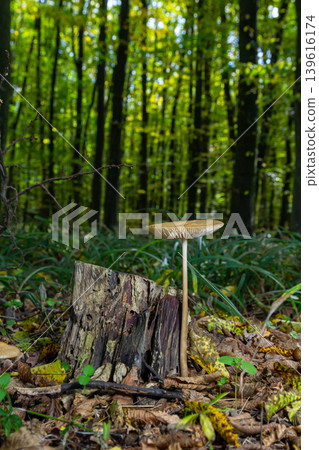 Oudemansiella radicata growing on decaying wood in a lush green forest during early autumn Oudemansiella radicata growing on decaying wood in a lush green forest during early autumn 139616174