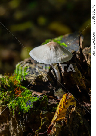 Psathyrella and Mycena galericulata mushrooms grow on a decaying log in a forest at dusk, showcasing fine details of their cap and surrounding moss Psathyrella and Mycena galericulata mushrooms grow on a decaying log in a forest at dusk, showcasing fine details of their cap and surrounding moss 139616176