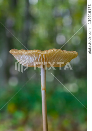 Oudemansiella radicata mushroom growing in a forest setting showcasing gills and stem under natural light Oudemansiella radicata mushroom growing in a forest setting showcasing gills and stem under natural light 139616178