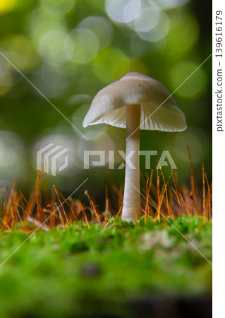 Psathyrella mushroom growing on forest floor surrounded by moss and dried grass during early morning light in a dense woodland Psathyrella mushroom growing on forest floor surrounded by moss and dried grass during early morning light in a dense woodland 139616179