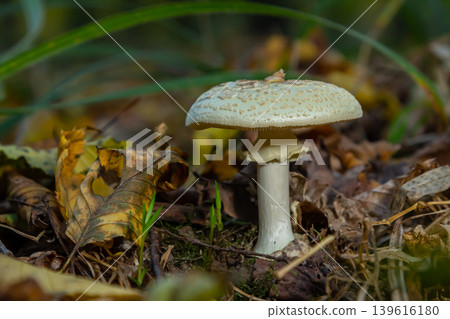 Mushroom identification featuring Amanita phalloides and Amanita citrina among forest debris during autumn Mushroom identification featuring Amanita phalloides and Amanita citrina among forest debris during autumn 139616180