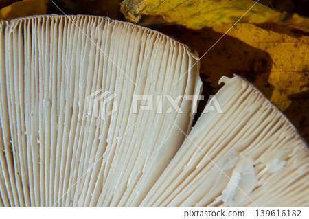 Close-up view of mushroom gills, linear patterns in soft creamy tones, copy space Close-up view of mushroom gills, linear patterns in soft creamy tones, copy space 139616182