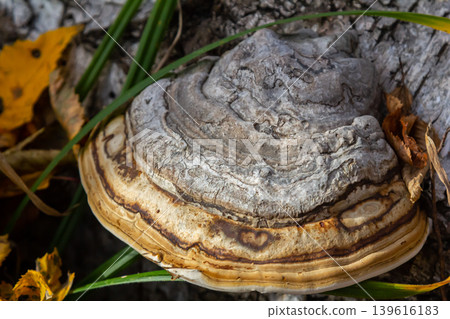 Fomitopsis pinicola, is a stem decay fungus common on softwood and hardwood trees. Its conk fruit body is known as the red-belted conk. The species is common throughout temperate Europe and Asia Fomitopsis pinicola, is a stem decay fungus common on softwood and hardwood trees. Its conk fruit body is known as the red-belted conk. The species is common throughout temperate Europe and Asia 139616183