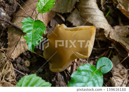 Common brown cup mushroom Peziza repanda growing among fallen leaves and young plants in a forest setting Common brown cup mushroom Peziza repanda growing among fallen leaves and young plants in a forest setting 139616188