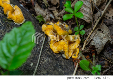 Close-up view of Laetiporus sulphureus also known as Chicken of the Woods growing on the forest floor in late summer Close-up view of Laetiporus sulphureus also known as Chicken of the Woods growing on the forest floor in late summer 139616189