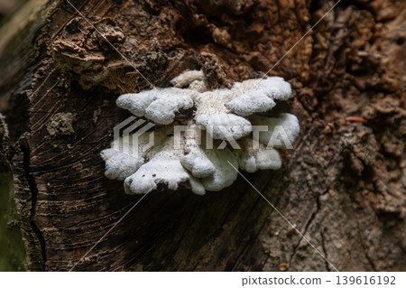 Split Gill fungi found growing on decayed wood in a forest environment showcasing unique shapes and textures Split Gill fungi found growing on decayed wood in a forest environment showcasing unique shapes and textures 139616192