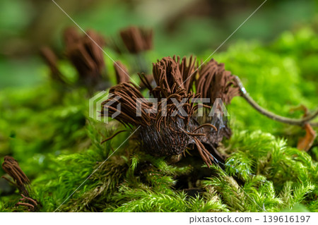 Chocolate tube slime thriving on lush moss in a moist forest environment during a warm spring day Chocolate tube slime thriving on lush moss in a moist forest environment during a warm spring day 139616197