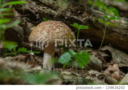 Blusher mushroom Amanita rubescens growing among leaves in a forest during early autumn Blusher mushroom Amanita rubescens growing among leaves in a forest during early autumn 139616202