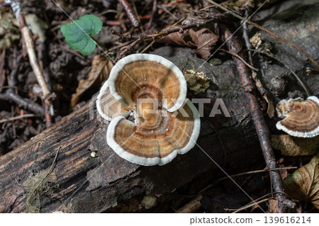 Discovering Trametes versicolor a multicolored bracket fungus found on a decaying log in a forested area Discovering Trametes versicolor a multicolored bracket fungus found on a decaying log in a forested area 139616214