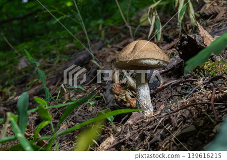 Brown birch bolete mushroom grows among leaves and forest floor in a wooded area during late summer Brown birch bolete mushroom grows among leaves and forest floor in a wooded area during late summer 139616215