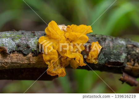 Bright yellow gelatinous fungus on fallen branch in forest during daylight 139616219