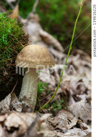 Brown birch bolete mushroom growing beside moss in a wooded area during the autumn season with fallen leaves on the ground Brown birch bolete mushroom growing beside moss in a wooded area during the autumn season with fallen leaves on the ground 139616226