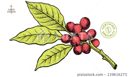 Vintage coffee branch bean plant sketch Vintage coffee branch bean plant sketch 139616273