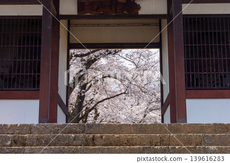 從山梨縣南阿爾卑斯市上宮地市俯瞰甲府盆地的山丘上的大神山傳神院大門望去,可以看到盛開的櫻花。 從山梨縣南阿爾卑斯市上宮地市俯瞰甲府盆地的山丘上的大神山傳神院大門望去,可以看到盛開的櫻花。 139616283