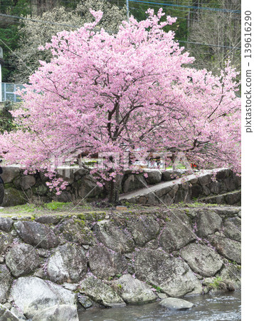 A beautifully shaped Kawazu cherry tree (Mikaeri Falls, Saga Prefecture) 139616290
