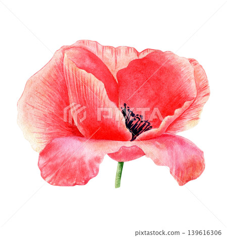 Watercolor red poppy flower illustration isolated on white. Hand drawn botanical floral clipart element for nature-themed designs. Realistic detailed sketch of vibrant papaver for textile design. Watercolor red poppy flower illustration isolated on white. Hand drawn botanical floral clipart element for nature-themed designs. Realistic detailed sketch of vibrant papaver for textile design. 139616306