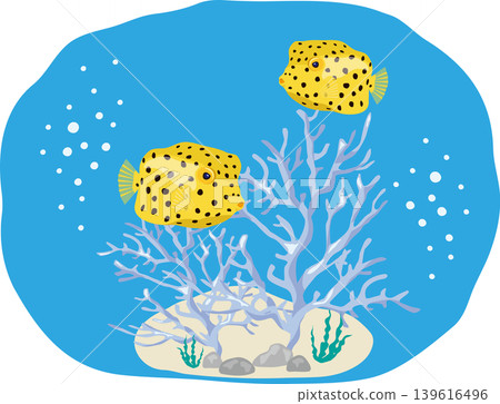 Southern Boxfish with Coral Background Southern Boxfish with Coral Background 139616496