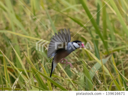 Java Sparrow It is a bird native to Java Bali and other nearby islands in Indonesia. It lives in pairs or flocks in grasslands. Java Sparrow It is a bird native to Java Bali and other nearby islands in Indonesia. It lives in pairs or flocks in grasslands. 139616671