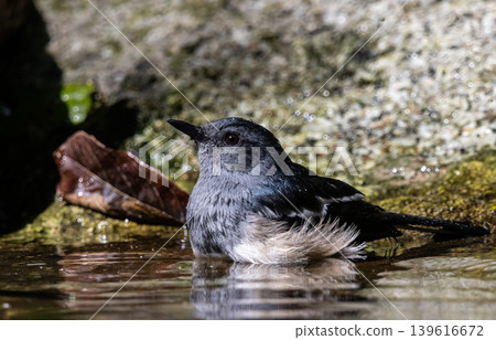 Oriental magpie robin It is a type of bird that eats insects. It is not very large, approximately 18-20 centimeters long[2]. The upper part of the body is shiny black. The lower part from the chest 139616672