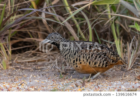 Barred Buttonquail It lives in grasslands agricultural areas, forest margins, open fields with scattered shrubs. It is more common than the Lesser and Greater Quail. Barred Buttonquail It lives in grasslands agricultural areas, forest margins, open fields with scattered shrubs. It is more common than the Lesser and Greater Quail. 139616674