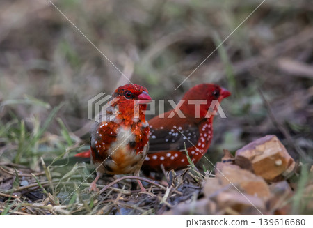 Red Avadavat ,Strawberry Finch Because it has a strawberry-like color during the breeding season. Red Avadavat ,Strawberry Finch Because it has a strawberry-like color during the breeding season. 139616680