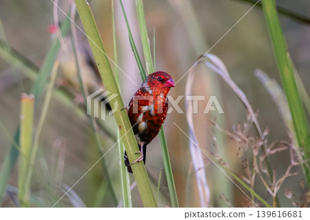 Red Avadavat ,Strawberry Finch Because it has a strawberry-like color during the breeding season. Red Avadavat ,Strawberry Finch Because it has a strawberry-like color during the breeding season. 139616681