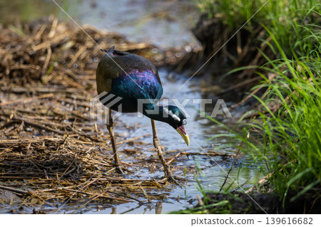 Bronze-winged Jacana on the ground. Bronze-winged Jacana on the ground. 139616682