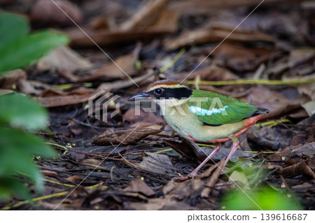 Fairy Pitta Passage Migrant in Spring and/or Autumn in Thailand is likely to become extinct, rare (due to behavior) or very few in suitable habitats. Fairy Pitta Passage Migrant in Spring and/or Autumn in Thailand is likely to become extinct, rare (due to behavior) or very few in suitable habitats. 139616687