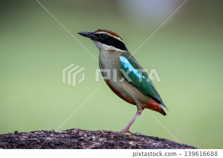 Fairy Pitta Passage Migrant in Spring and/or Autumn in Thailand is likely to become extinct, rare (due to behavior) or very few in suitable habitats. Fairy Pitta Passage Migrant in Spring and/or Autumn in Thailand is likely to become extinct, rare (due to behavior) or very few in suitable habitats. 139616688
