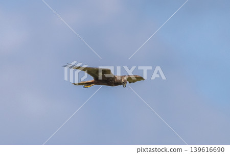 Eastern Marsh Harrier (Circus spilonotus (Kaup, 1847) It is a type of bird of prey. In the family of hawks and eagles (Accipitridae) found distributed in East Asia, from China, Korea, Japan to Eastern Marsh Harrier (Circus spilonotus (Kaup, 1847) It is a type of bird of prey. In the family of hawks and eagles (Accipitridae) found distributed in East Asia, from China, Korea, Japan to 139616690