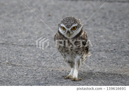 Spotted owlet (Athene brama) It is a type of bird of prey such as an owl. that can be found in Thailand 139616691