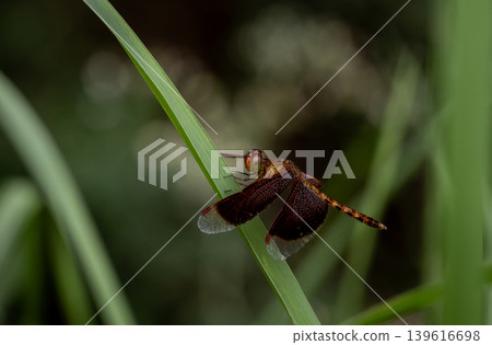 Neurothemis tullia Easily found throughout every region of Thailand. Especially low-lying areas in the central region throughout the year. Neurothemis tullia Easily found throughout every region of Thailand. Especially low-lying areas in the central region throughout the year. 139616698