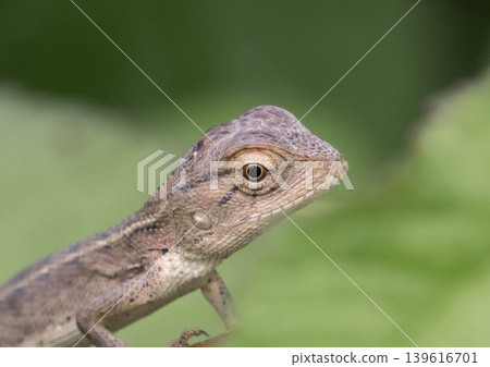 Changeable Lizard animal portrait macro shot. Changeable Lizard animal portrait macro shot. 139616701