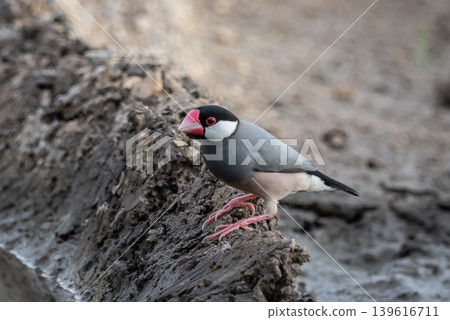 Java Sparrow (Lonchura oryzivora) standing on the ground. 139616711