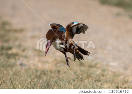 White-throated Kingfisher (Halcyon smyrnensis) flying over the field. 139616712