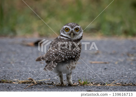 Spotted owlet (Athene brama) It is a type of bird of prey such as an owl. that can be found in Thailand 139616713