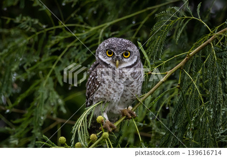 Spotted owlet (Athene brama) on the branch tree Animal portrait. 139616714